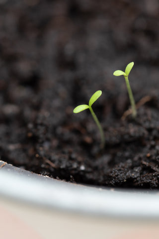 Plantable seeded calendar - daisy